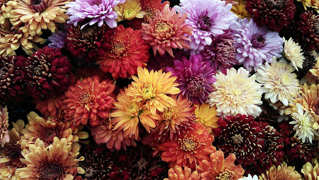Filosofi dan Makna Bunga Krisan (Chrysanthemum)