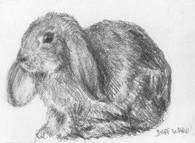 ACEO bunny rabbit sketch