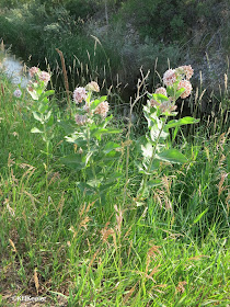milkweeds in Colorado