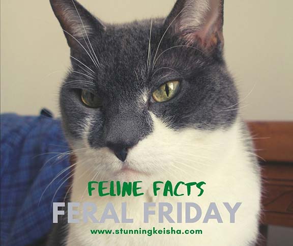 Feral Friday Feline Facts