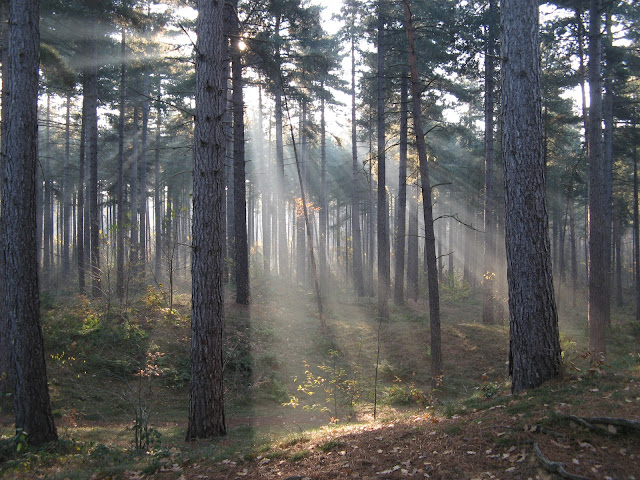 Crepuscular_rays_in_the_woods_of_Kasterlee%252C_Belgium