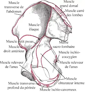 Cours Anatomie : L’os coxal
