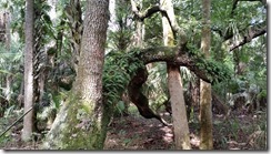 Resurrection ferns on twisted oak