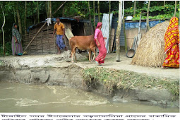 টাঙ্গাইলে নদী ভাঙনের কবলে এক গ্রামের শতাধিক পরিবার