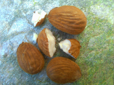 almendra marcona