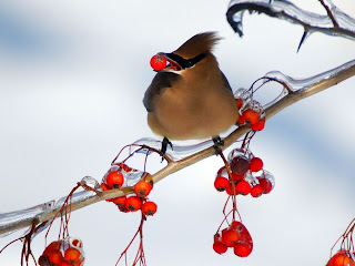 birds that eat berries