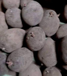 4 faktor utama keberhasilan dalam budi daya kentang