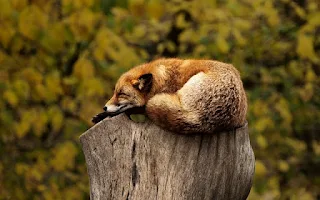 vulpe roscata dormind incolacita pe o buturuga