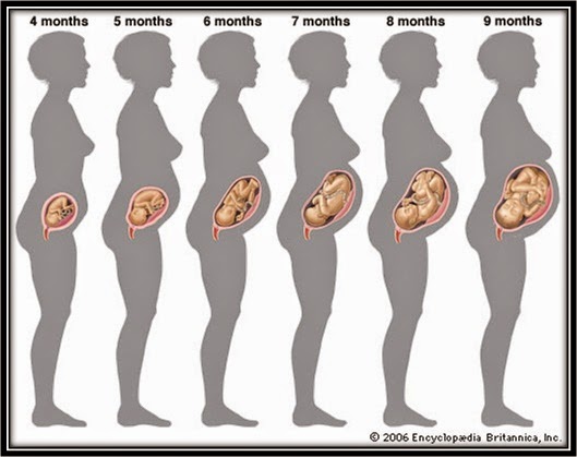  Perkembangan Bayi Dalam Kandungan Hamil 30 Minggu