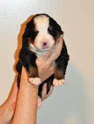 K - Mint Girl - 3 Weeks