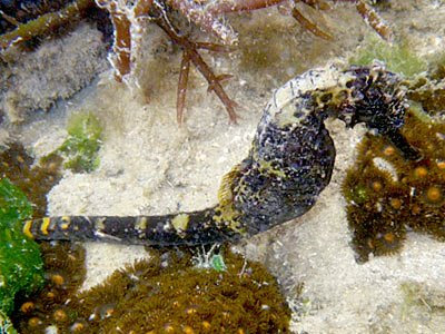 Tigertail Seahorse (Hippocampus comes)