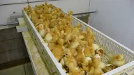 How To Incubate Duck Eggs - Some take longer, up to 35 days.