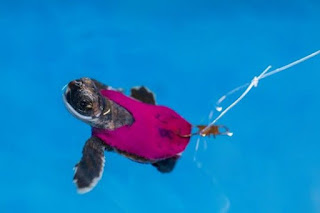 sea turtle hatchling