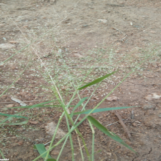 INDIAN RICEGRASS FLOWER - அரிசி புல் பூ