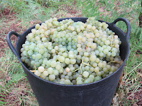 Albariño, Uvas, Vino, Vendimia, 