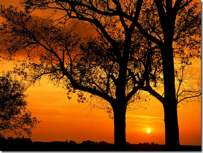 Late Autumn Elms (wallpaper)
