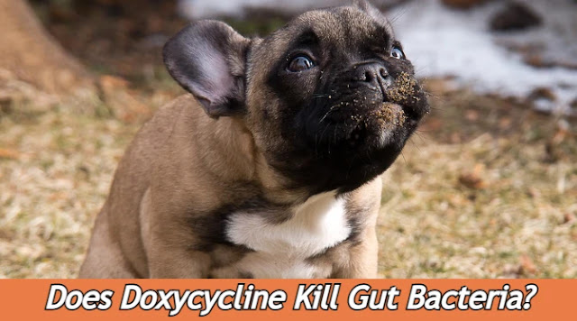 does-doxycycline-kill-gut-bacteria-in-dogs