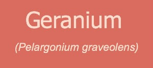 Geranium essential oil at APA