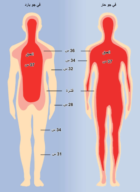 اليات فقد الحرارة من الجسم Mechanisms of Heat Loss