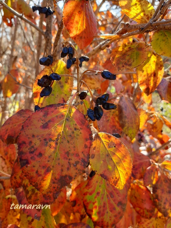 Калина буреинская (Viburnum burejaeticum)