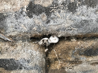 A photo showing a small ceramic skull (Skulferatu 92) in a crack between two stones, where the cement has crumbled away.  Photograph taken by Kevin Nosferatu for the Skulferatu Project.