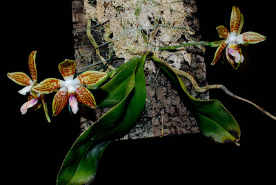 Phalaenopsis sumatrana - The Sumatran Phalaenopsis care and culture