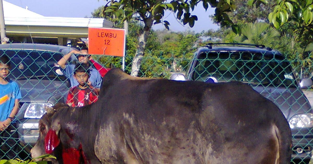 Kesinambungan Zaman: Biar Betul! Lembu Lepas Sembelih 