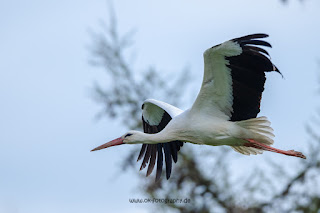 Wildlifefotografie Weißstorch Weserbergland Olaf Kerber