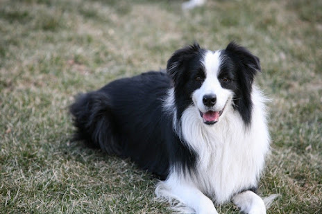 Border Collie