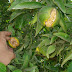 L’éclatement des fruits chez les Agrumes