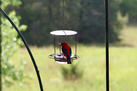 male scarlet tanager at grape jelly feeder