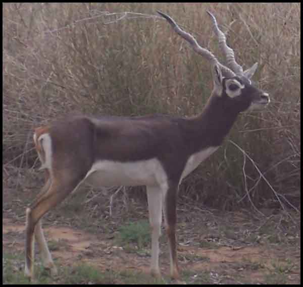 Beautiful,cute black,brown black bucks stand on beautiful long grass ground,wallpapers,pictures,images 