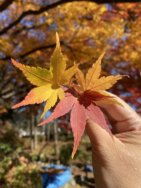 日本楓葉
