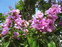 Daun Banaba / Bungur (Lagerstroemia speciosa)