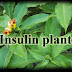 Health Benefits of Costus Igneus, Good News for Diabetes Patients....