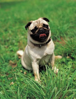 Pug Dog Picture