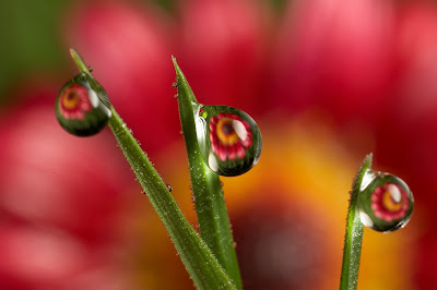 photographing water drops with flowers inside