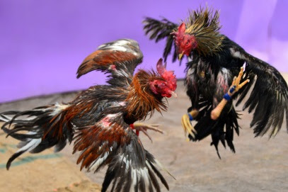 3 jenis ayam aduan yang mudah dijumpai bangkok, shamo dan saigon dan penyakit pada ternak ayam aduan