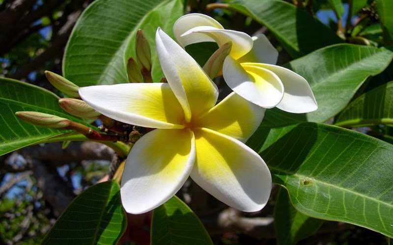 Plumeria Flower Desktop pics