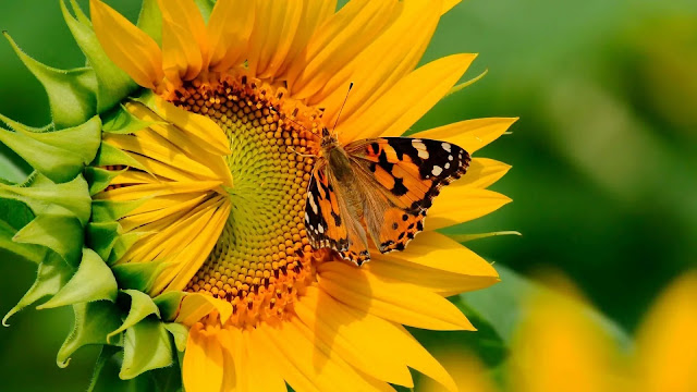 Sunflower and Butterfly