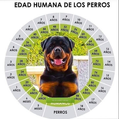 Cómo calcular la edad de un perro