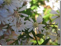 flowers2