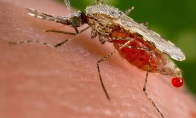 Scientists deploy genetically modified mosquitoes to fight Zika