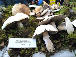 Mushrooms on display