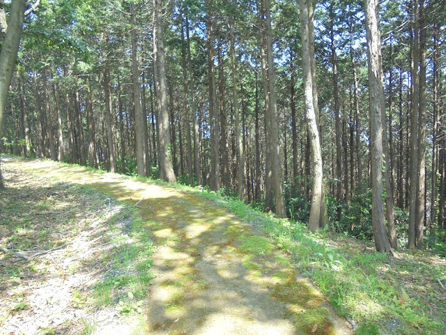 新緑の弥生の森遊歩道