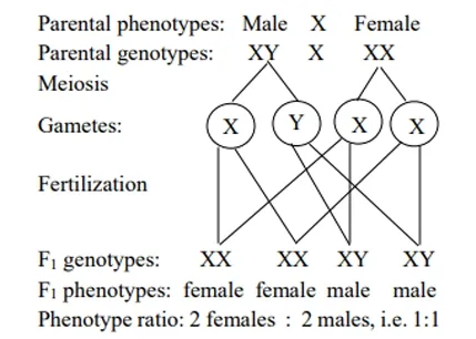 genetics cross