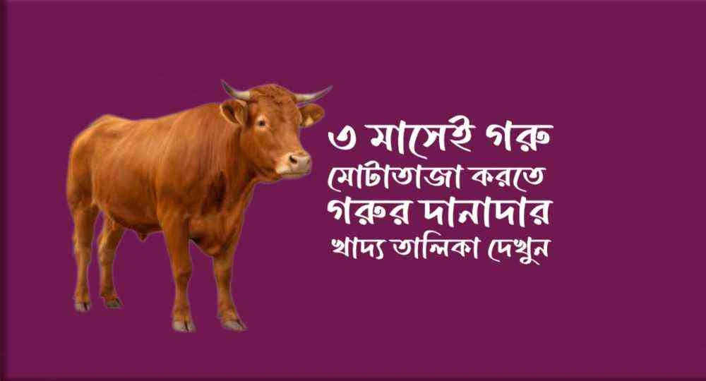 গরু মোটাতাজাকরণ দানাদার খাদ্য তালিকা