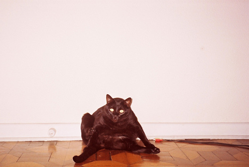 Adelaide Ivanova - photo of cat