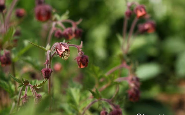 Geum Rivale Flowers Pictures