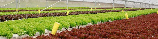Produsen Terbaik Salad Sayur & Jus Sayuran Hidroponik di Indonesia untuk Diet dan Kesehatan, Amazing Farm